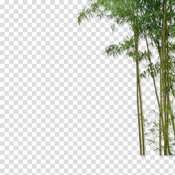 green bamboo tree, China Bamboo Plant, bamboo transparent background PNG clipart