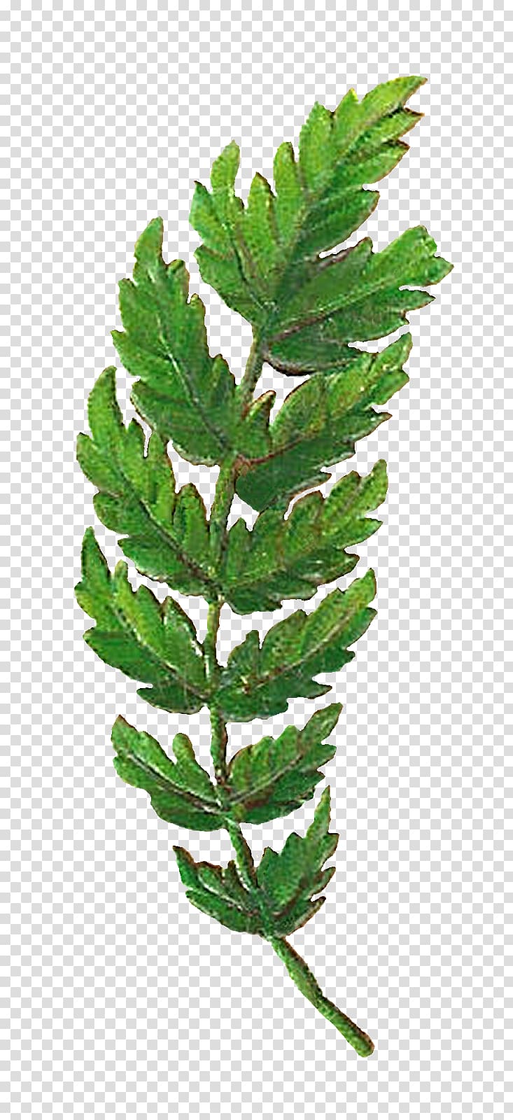 Leaf Botany Botanical illustration , botanical transparent background PNG clipart