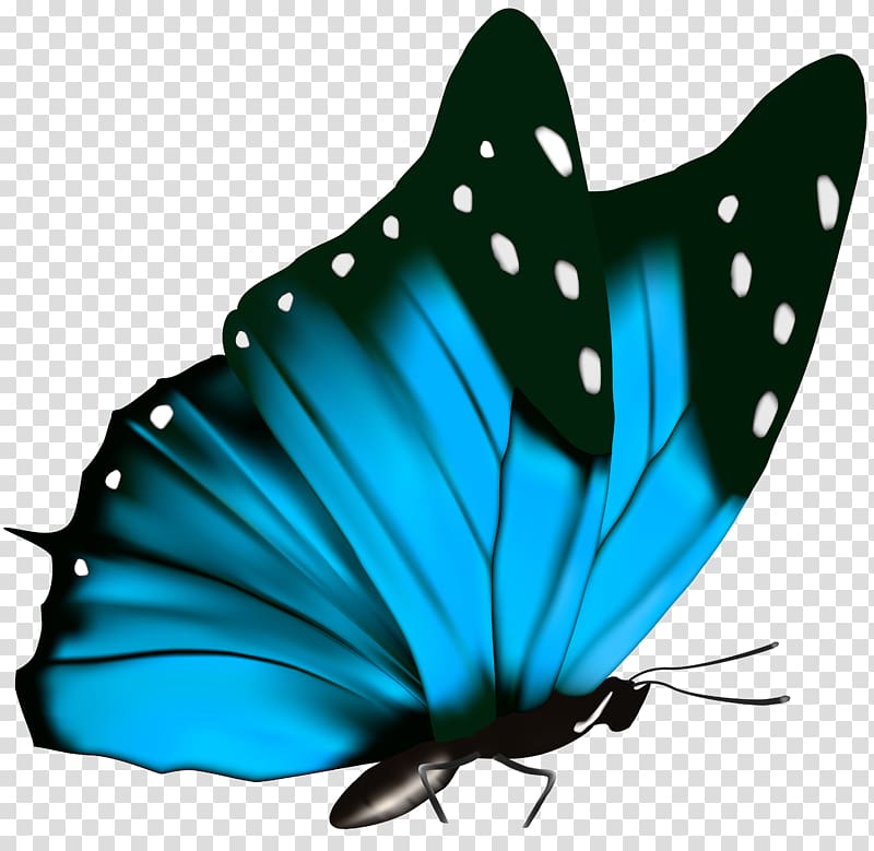 Butterfly Green , Butterfly , teal and black butterfly illustration transparent background PNG clipart