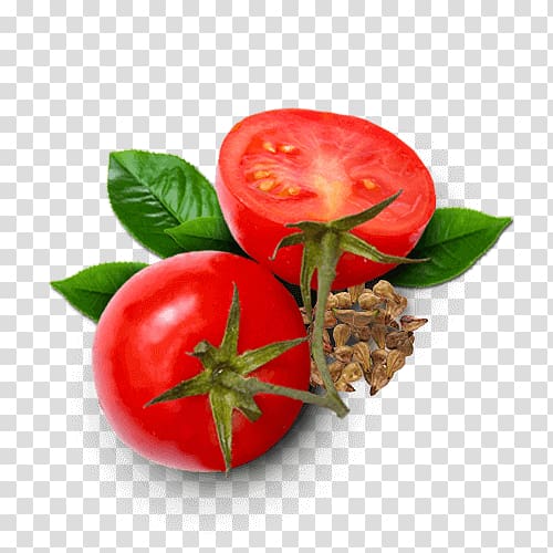 Bush tomato Sodebo SA Food Antioxidant, tomato transparent background PNG clipart