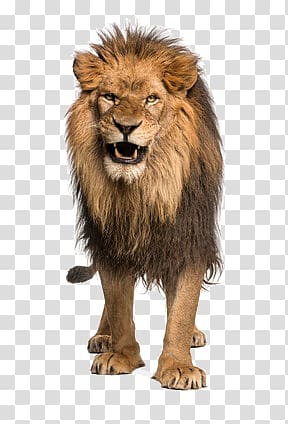 ferocious lion transparent background PNG clipart