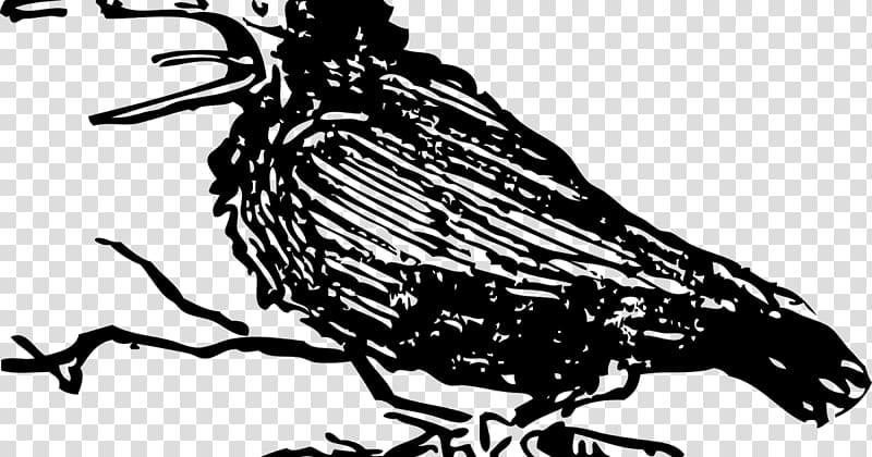 Bird Pied crow Beak , Bird transparent background PNG clipart