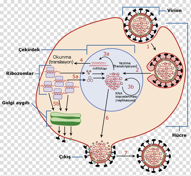 Viral replication RNA virus Host Viral entry, others transparent background PNG clipart