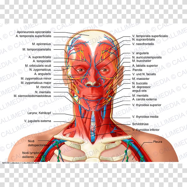 Head and neck anatomy Organ Human body, tonsil transparent background PNG clipart