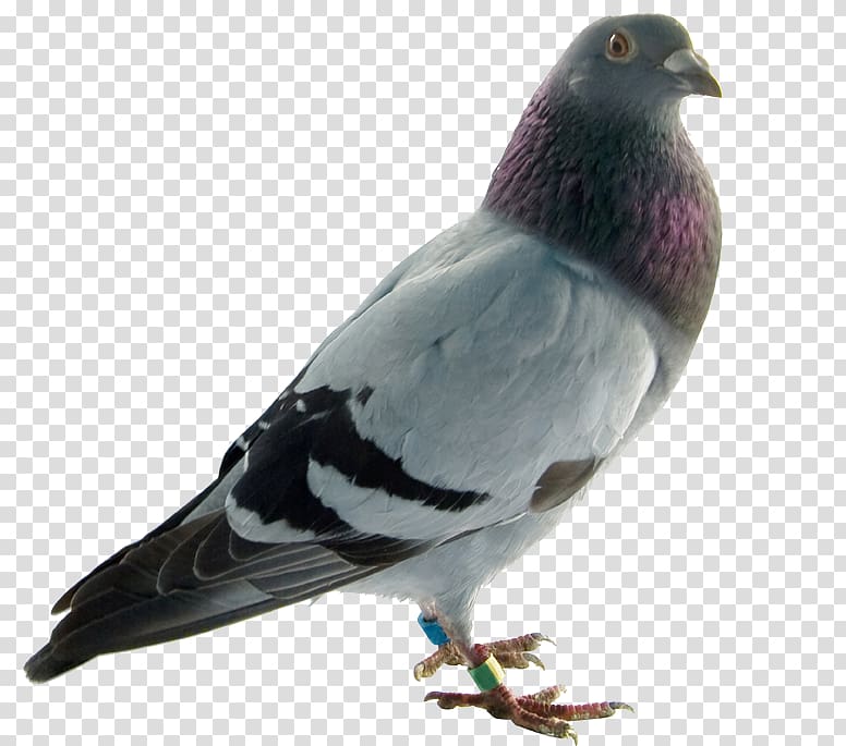 Rock dove Columbidae Bird English Carrier pigeon Homing pigeon, Bird transparent background PNG clipart