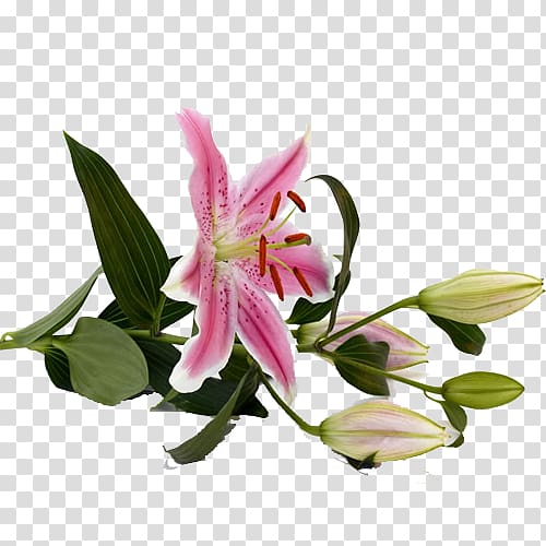 Tiger lily Lilium bulbiferum Pink flowers .xchng, Side lily transparent background PNG clipart