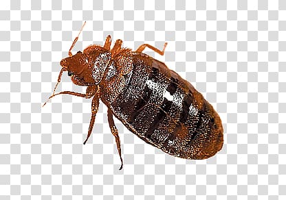 Bed bug transparent background PNG clipart