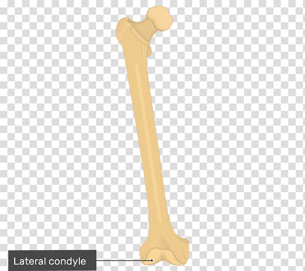 Lateral epicondyle of the femur Lateral epicondyle of the femur Human leg Medial epicondyle of the femur, others transparent background PNG clipart