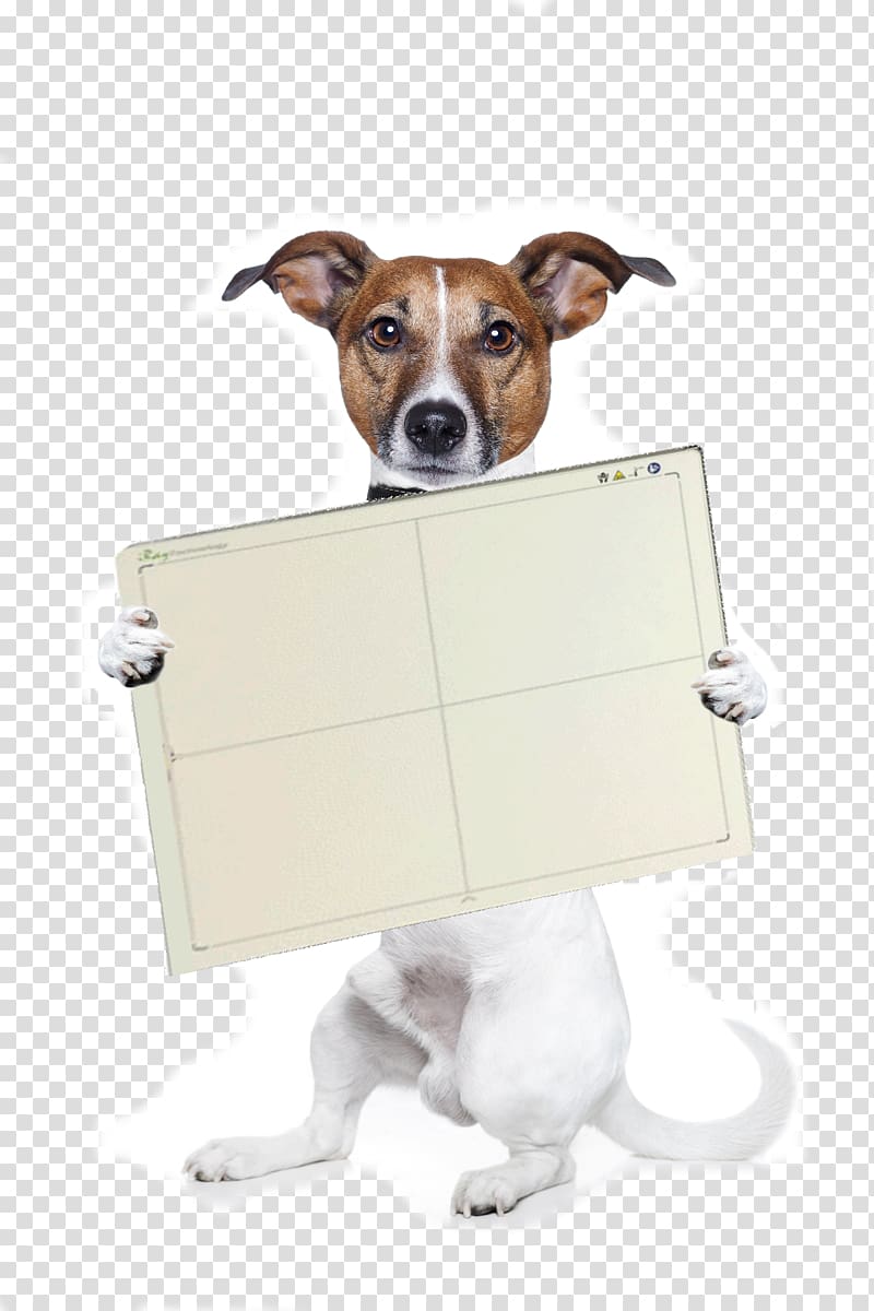 Jack Russell Terrier Airedale Terrier Puppy , puppy transparent background PNG clipart
