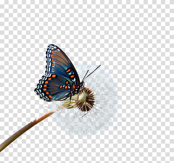 Butterfly Nymphalidae Lycaenidae, Butterfly elements transparent background PNG clipart