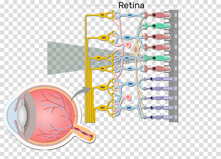 Bipolar neuron Retina bipolar cell Retinal ganglion cell, Eye transparent background PNG clipart