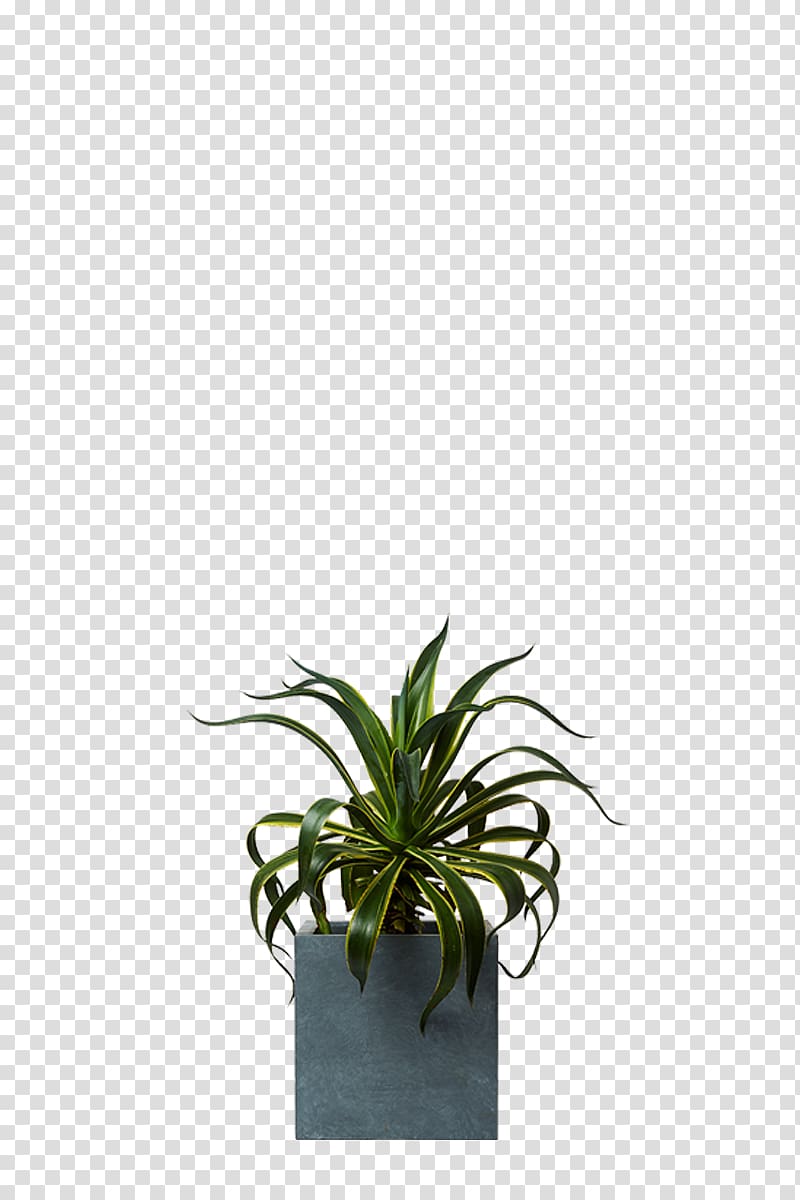Agave Aloes Houseplant Agavaceae, plant transparent background PNG clipart