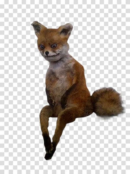 Stoned Fox Giphy Internet, others transparent background PNG clipart