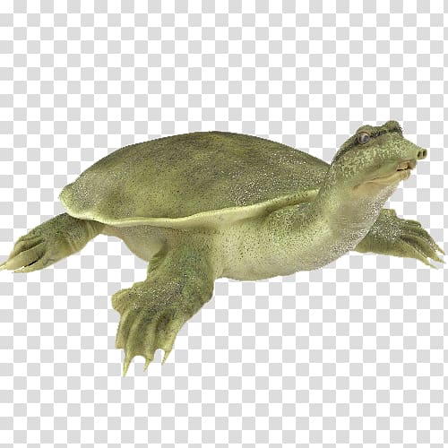 Chinese softshell turtle Florida softshell turtle Spiny softshell turtle African softshell turtle, turtle transparent background PNG clipart