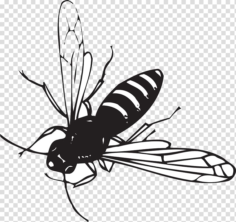 Worker bee Insect Drawing , bee transparent background PNG clipart