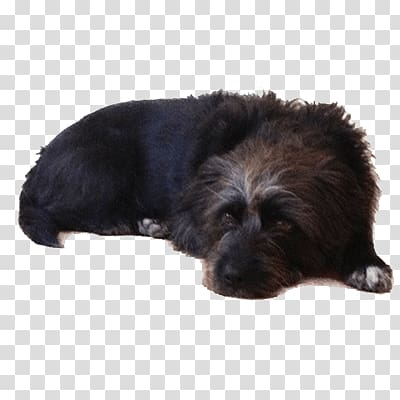 medium-coated black dog illustration, Old Black Dog Lying Down transparent background PNG clipart
