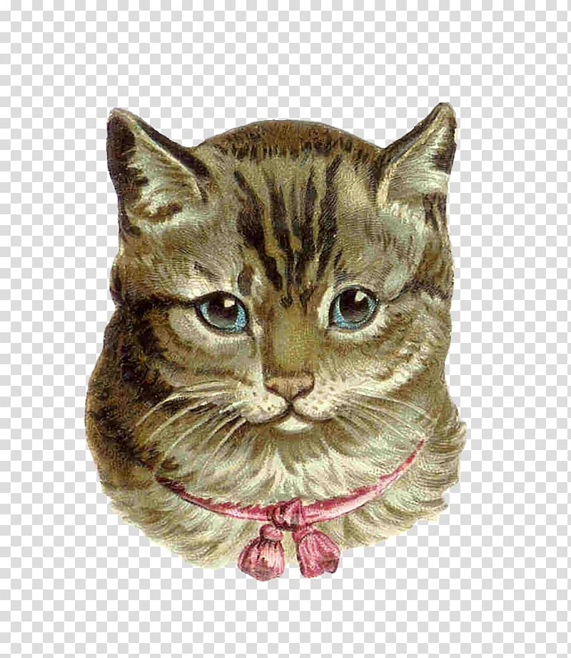 Pink cat Kitten Tabby cat , Victorian Animal transparent background PNG clipart