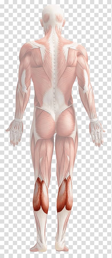 Human body Human anatomy Human skin Organ, others transparent background PNG clipart
