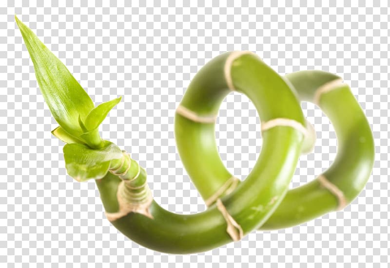 Lucky bamboo Agave Plant, Lucky Bamboo Close transparent background PNG clipart