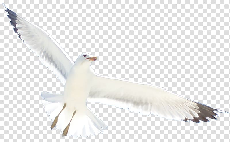 Seabird Gulls European Herring Gull Water bird, gull transparent background PNG clipart