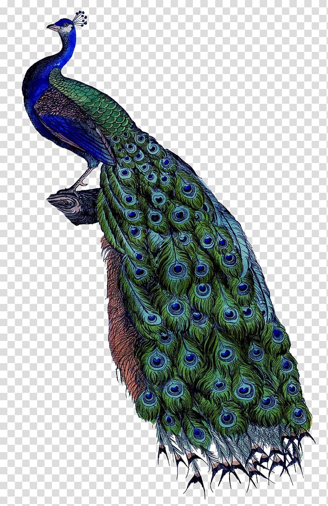Pavo Painting Art Canvas Wall, peacock pattern transparent background PNG clipart