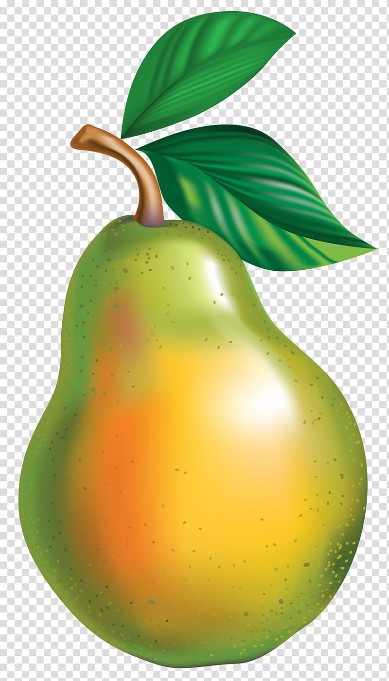 pear illustration, Pyrus × bretschneideri Asian pear , Pear transparent background PNG clipart