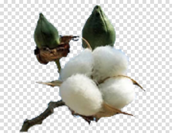 Cotton Plant Gossypium hirsutum Textile Fiber, plant transparent background PNG clipart