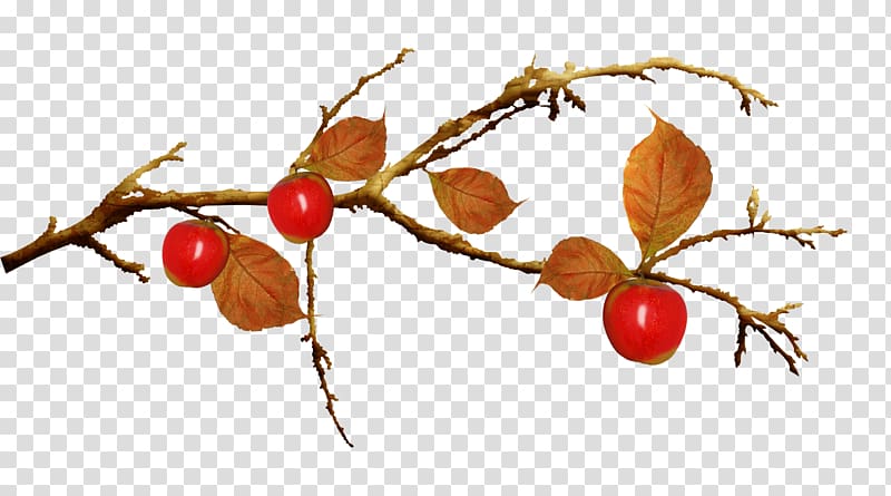 Filtre Internet , Beautiful apple fruit branch transparent background PNG clipart