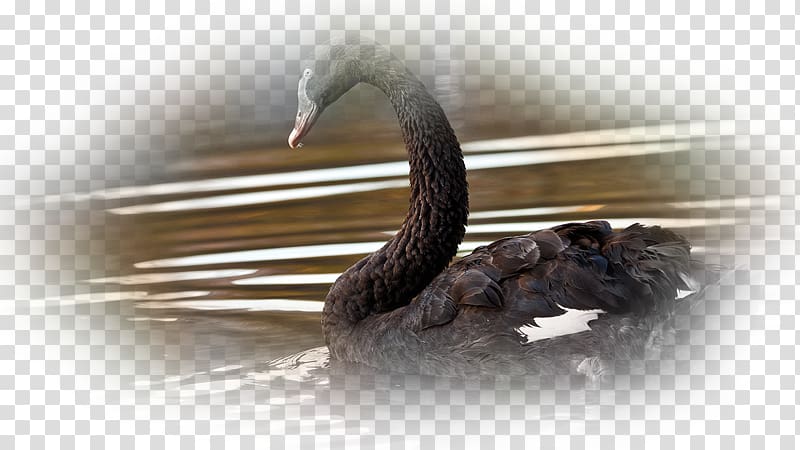 Desktop Black swan High-definition television 1080p Computer, Computer transparent background PNG clipart