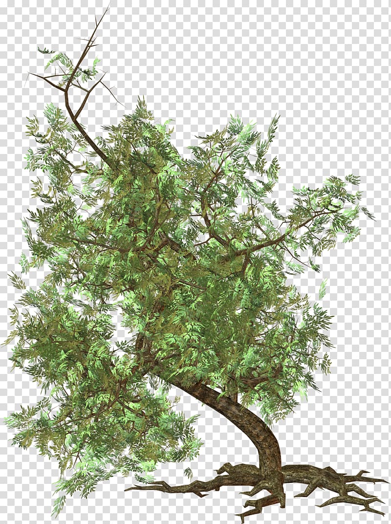 Sageretia theezans Twig Leaf Shrub Nature, tree transparent background PNG clipart
