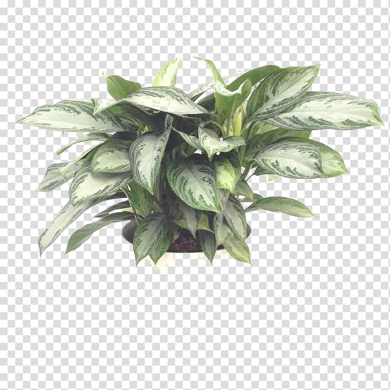 Chinese evergreen Houseplant Aglaonema modestum Leaf, bay transparent background PNG clipart