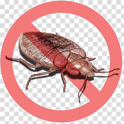 Bed bug transparent background PNG clipart