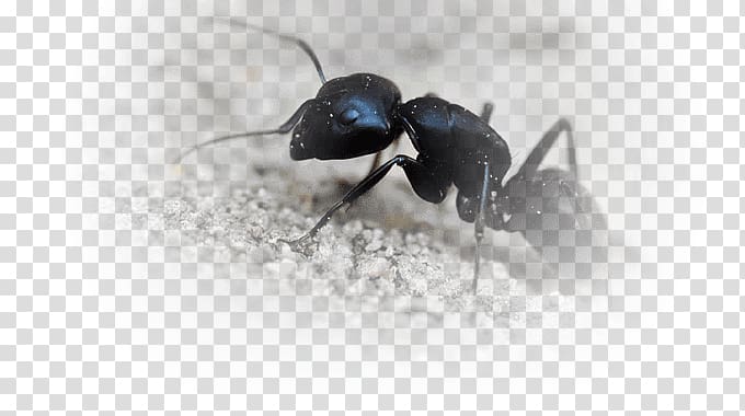 Black garden ant Insect Black carpenter ant Fire ant, insect transparent background PNG clipart