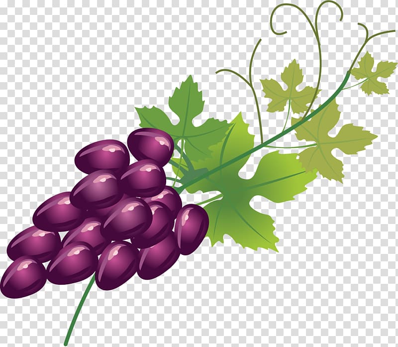 Wine Fruitcake Grape Berry, Purple grape fruit transparent background PNG clipart