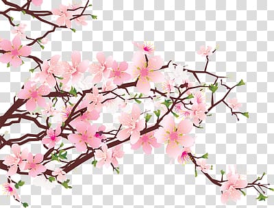 pink petaled flowers, Japanese Flowers on Tree transparent background PNG clipart
