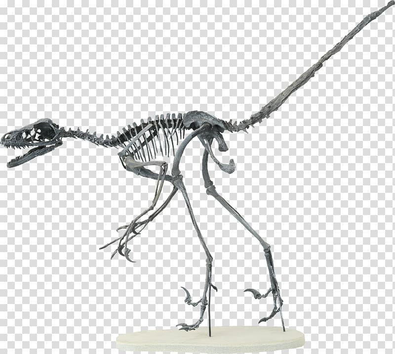 Velociraptor Bambiraptor Human skeleton Theropods, Skeleton transparent background PNG clipart