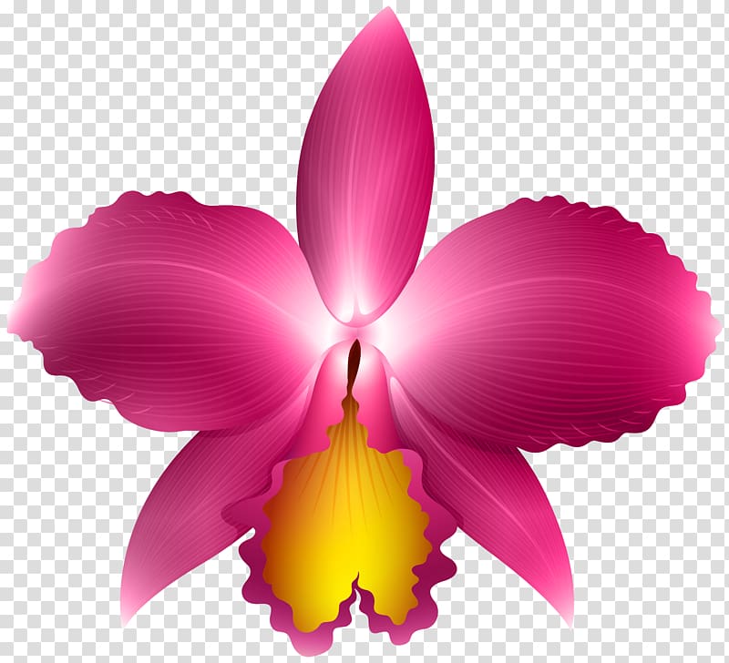 pink moth orchid , Orchid , Pink Orchid transparent background PNG clipart