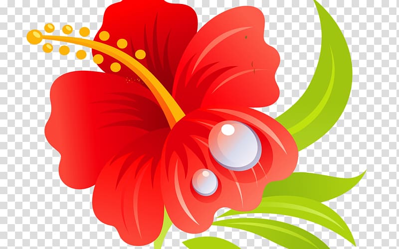 Shoeblackplant Mallows Hawaiian hibiscus Roselle , flower transparent background PNG clipart