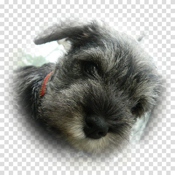 Miniature Schnauzer Schnoodle Standard Schnauzer Puppy Companion dog, puppy transparent background PNG clipart