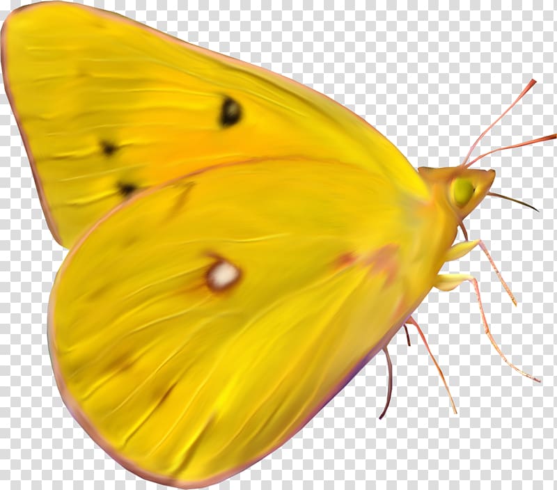 Monarch butterfly Paper , Yellow butterfly transparent background PNG clipart