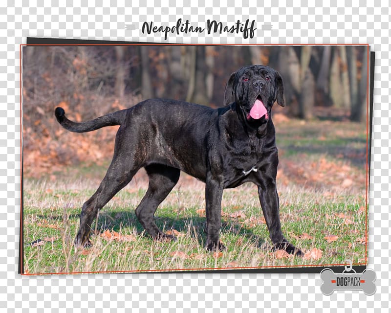 Neapolitan Mastiff English Mastiff Cane Corso Bulldog St. Bernard, others transparent background PNG clipart