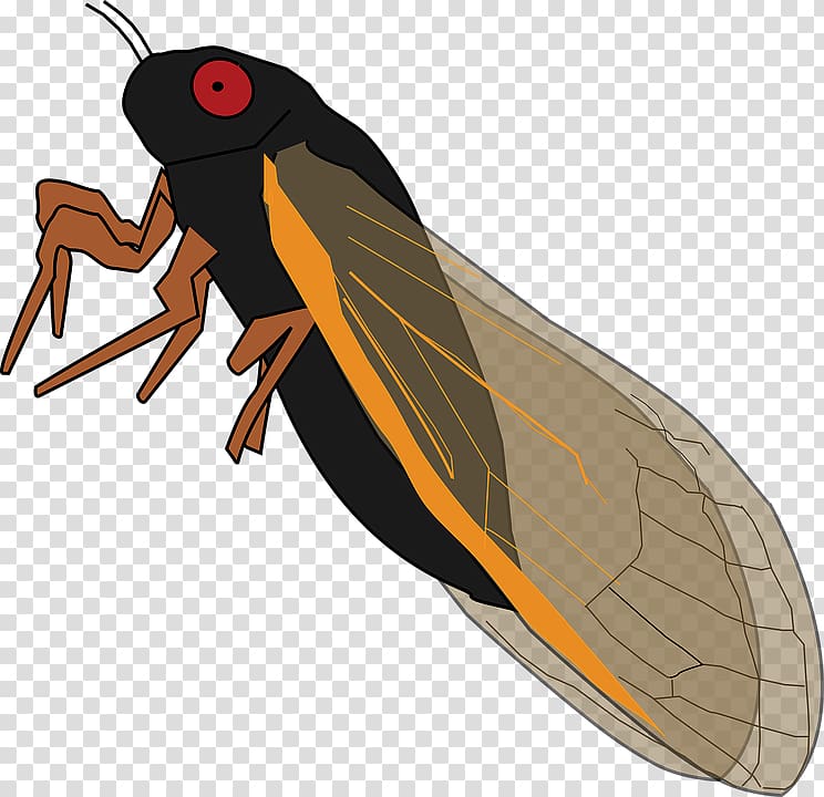Insect Periodical cicadas True bugs Cicadidae , insect transparent background PNG clipart