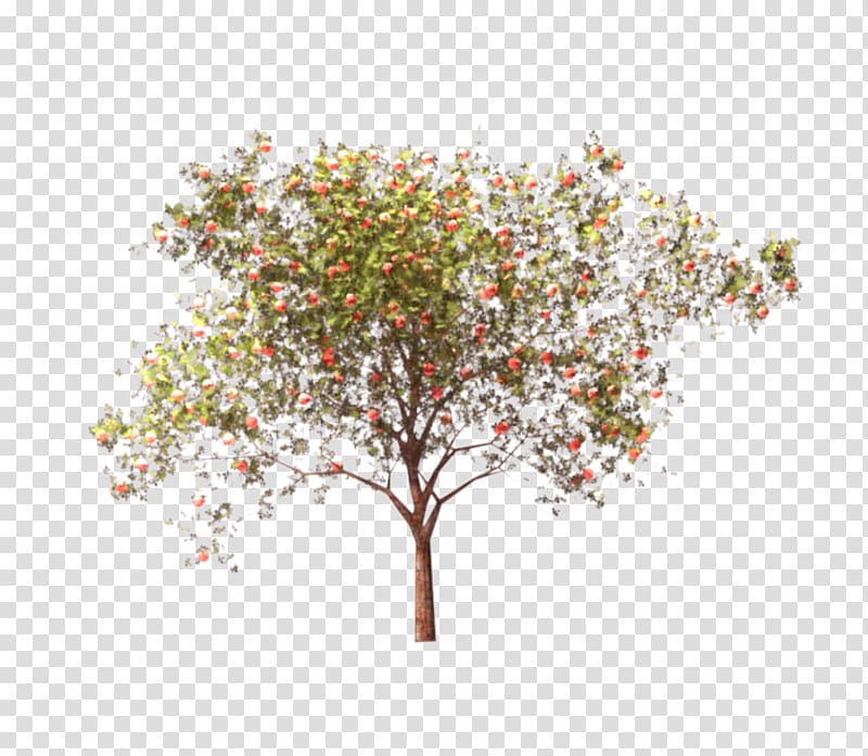 Twig Apple Manzana verde Tree ArchiCAD, apple transparent background PNG clipart