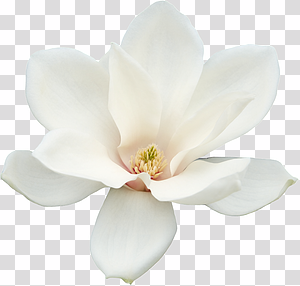 White Magnolia Flower Bloom transparent background PNG clipart thumbnail