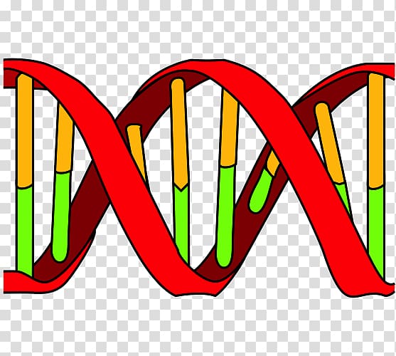 DNA replication DNA polymerase Nucleic acid double helix, others ...