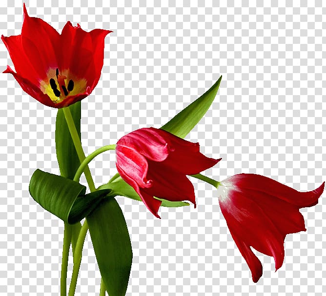 Montpellier Week , Red tulips transparent background PNG clipart