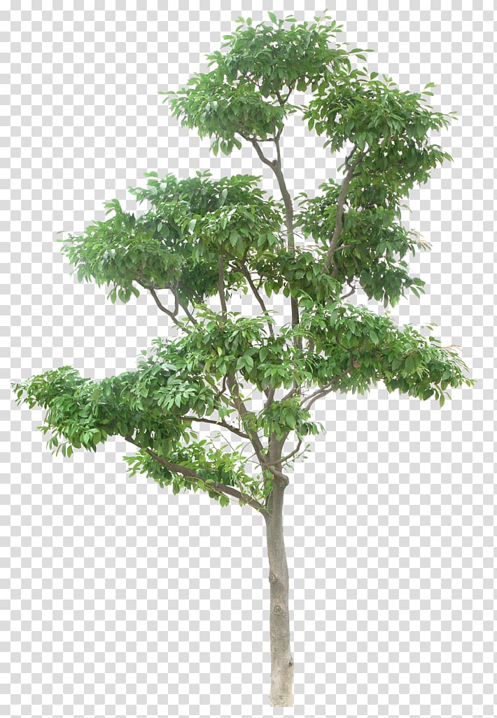 Tree , Trees transparent background PNG clipart