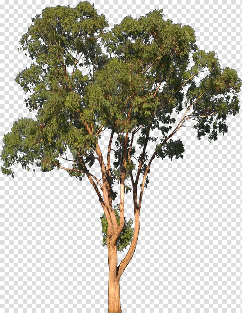 green leafed tree , Eucalyptus camaldulensis Tree Shrub , eucalyptus transparent background PNG clipart
