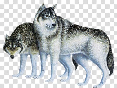 3d wolf transparent background PNG clipart