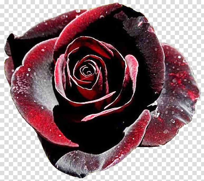 Black rose Black Baccara Garden roses, rose transparent background PNG clipart